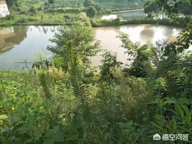 挖鱼塘养鱼<strong></p>
<p>比特币矿池</strong>，是挖得深好还是挖得浅好？最佳深度是多少？