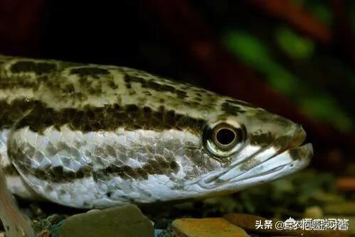 为什么野外有的地方有水就有鱼?比如在平地新挖个水塘<strong></p>
<p>比特币矿池</strong>,无人放鱼苗就有鱼,怎么回事?