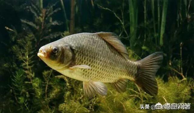 为什么野外有的地方有水就有鱼?比如在平地新挖个水塘<strong></p>
<p>比特币矿池</strong>,无人放鱼苗就有鱼,怎么回事?