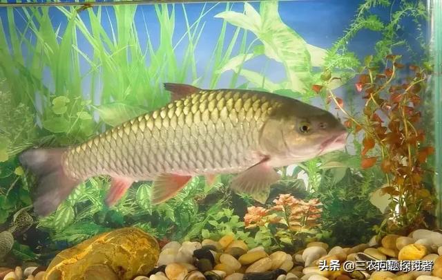 为什么野外有的地方有水就有鱼?比如在平地新挖个水塘<strong></p>
<p>比特币矿池</strong>,无人放鱼苗就有鱼,怎么回事?