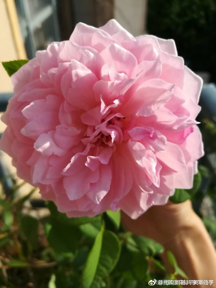 轩辕币与比特币的区别