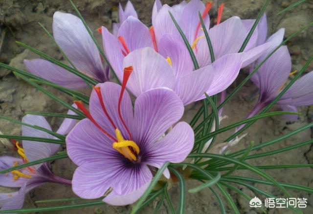 藏红花的功效是什么<strong></p>
<p>币盛网</strong>?哪些人适合吃?