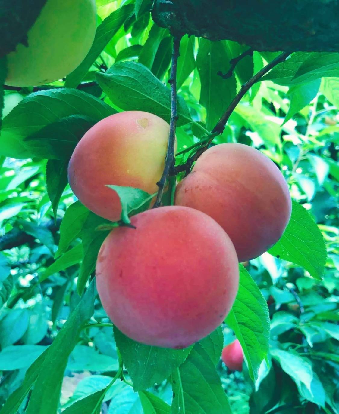 桃子(桃子移植官网) 桃子(桃子移植官网)