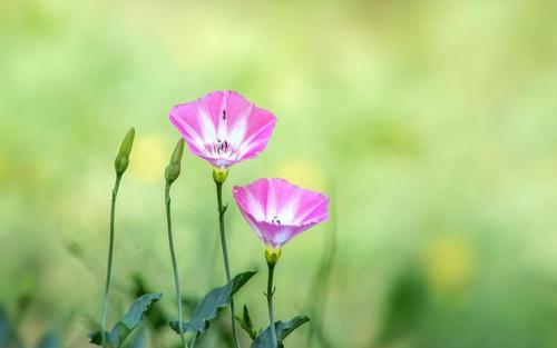 花顺理财(冋花顺行情中心)
