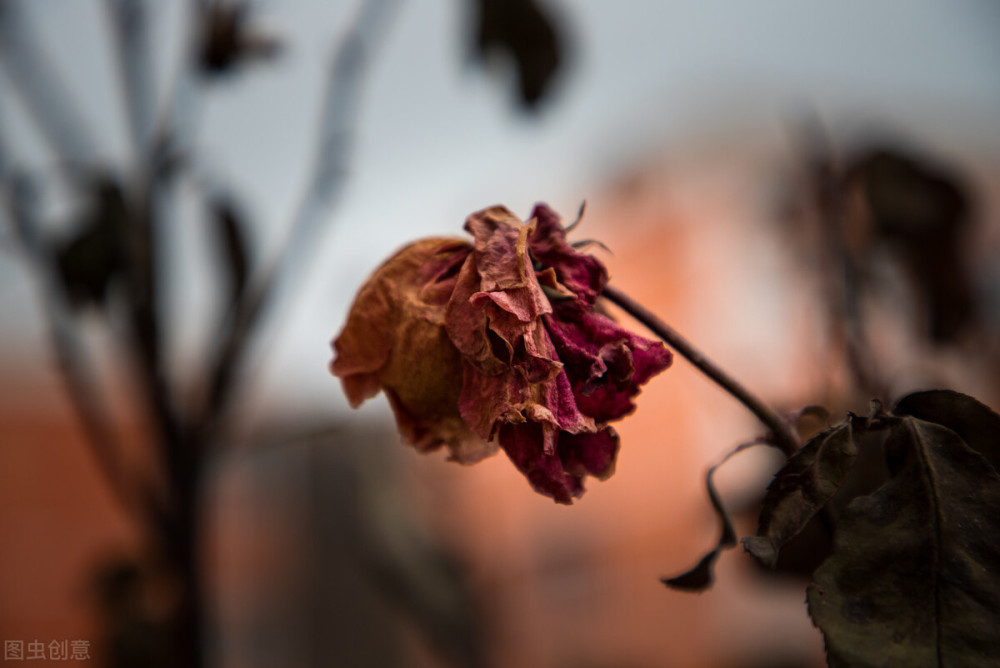 花凋理财的简单介绍 花凋理财的简单介绍