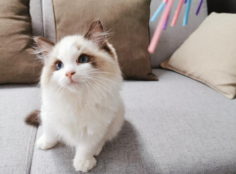 理财什么猫(什么理财产品)