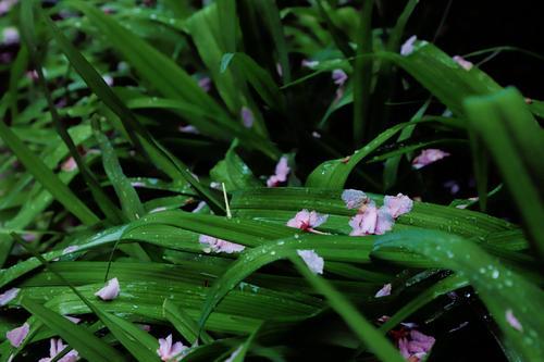 花凋理财(有钱花理财安全吗)