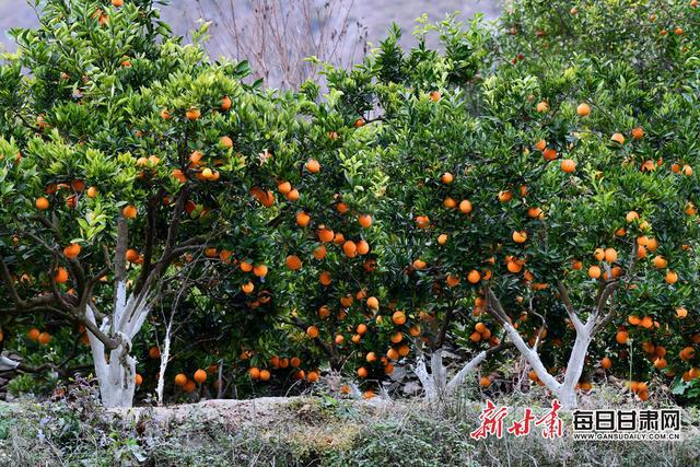 桔子理财利益(桔子理财最新新闻)
