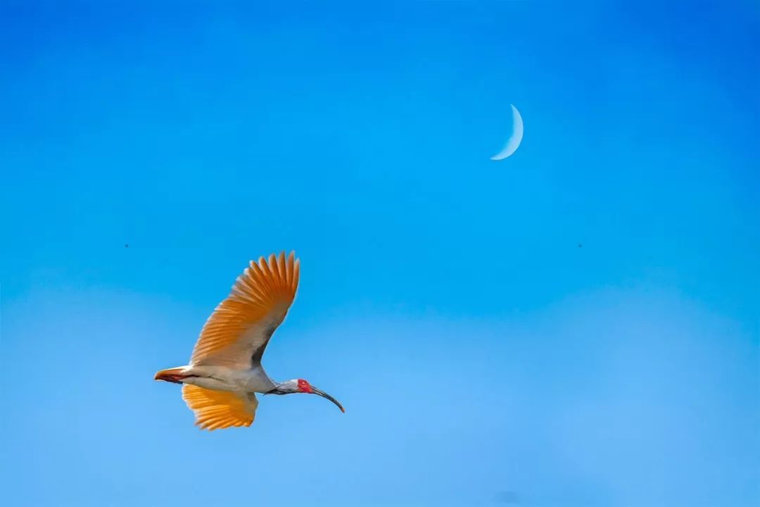 吉祥鸟理财(吉祥鸟什么意思啊) 吉祥鸟理财(吉祥鸟什么意思啊)