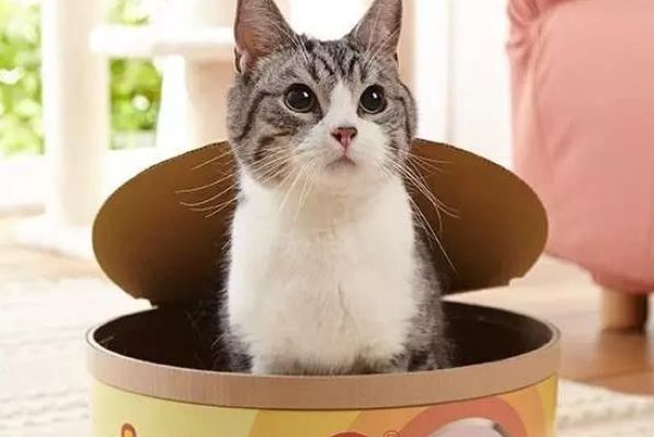 理财什么猫(哪种理财好一点)