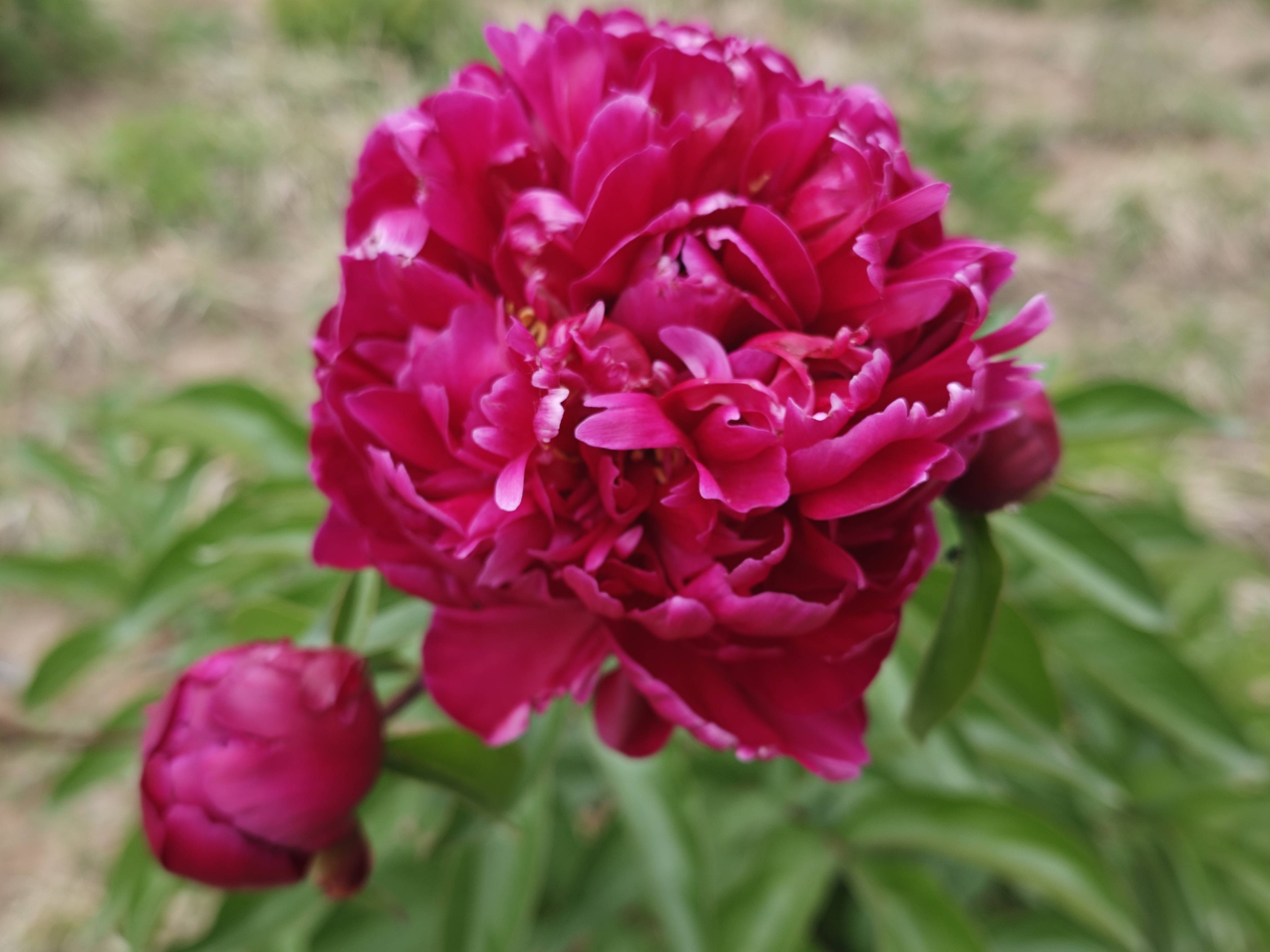 牡丹(牡丹香烟价格表) 牡丹(牡丹香烟价格表)