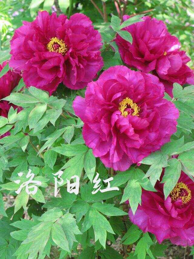 牡丹(牡丹香烟价格表) 牡丹(牡丹香烟价格表)