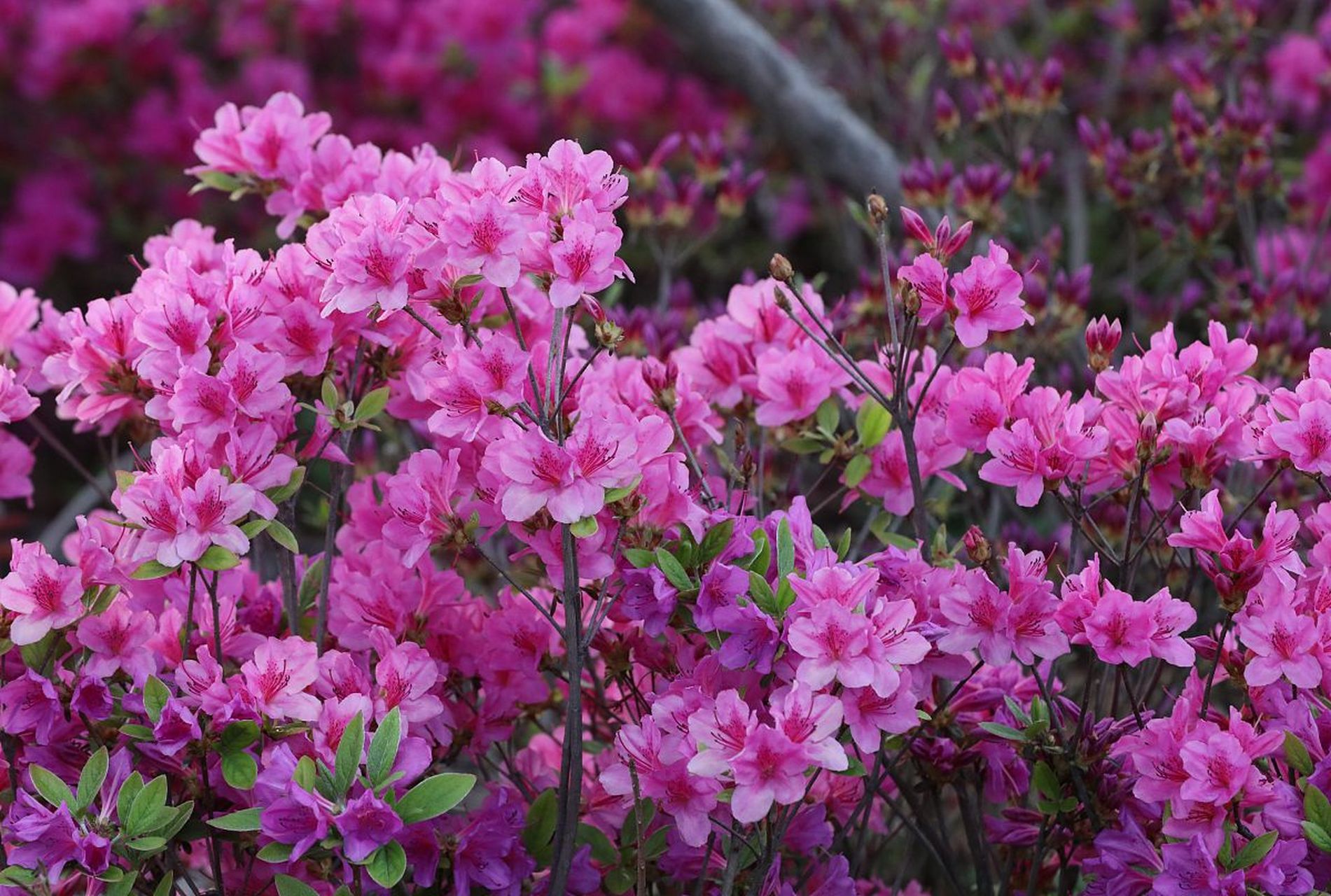 杜鹃花(杜鹃花叶子干枯一碰就掉怎么补救) 杜鹃花(杜鹃花叶子干枯一碰就掉怎么补救)