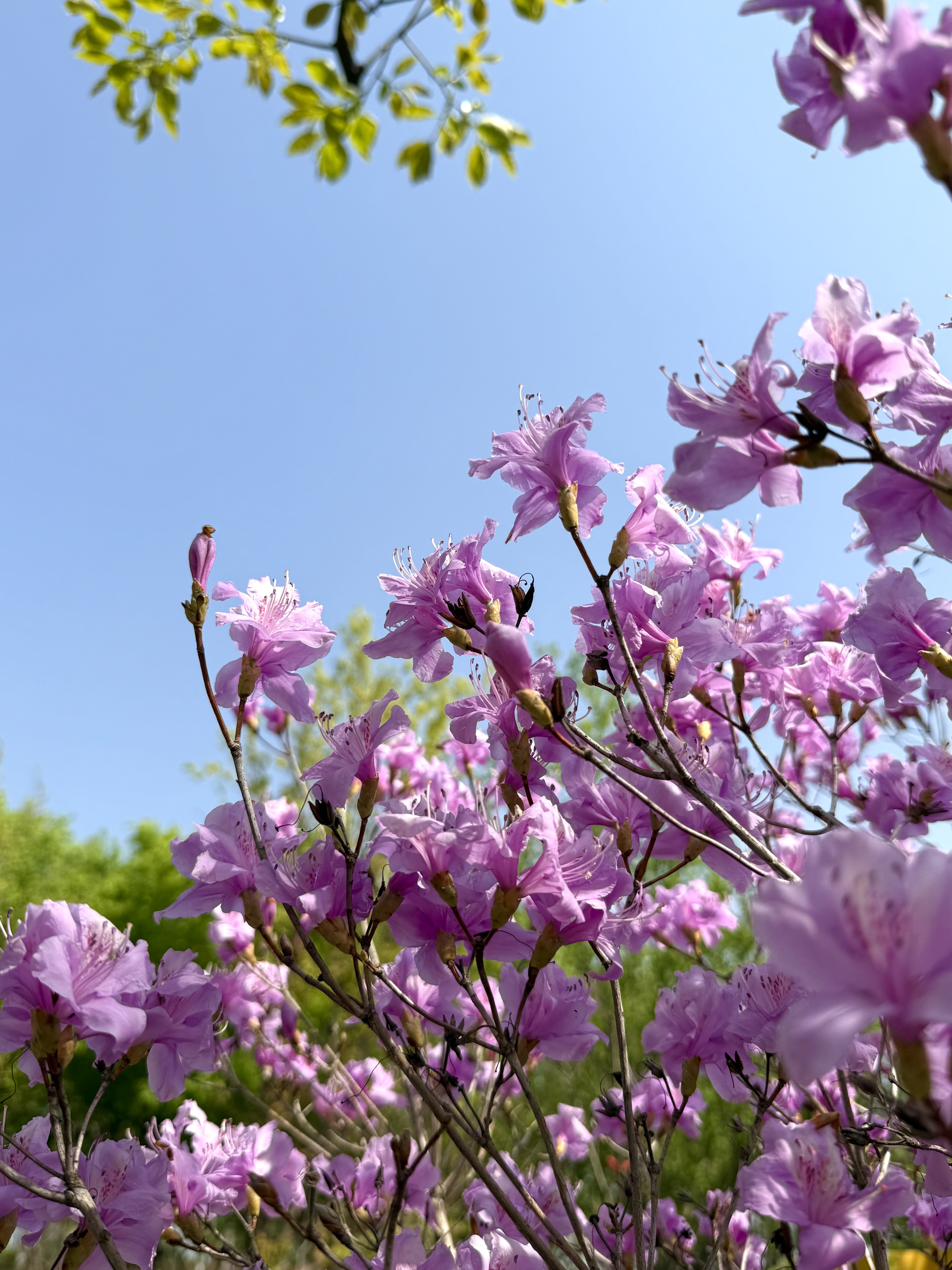杜鹃花(杜鹃花图片) 杜鹃花(杜鹃花图片)