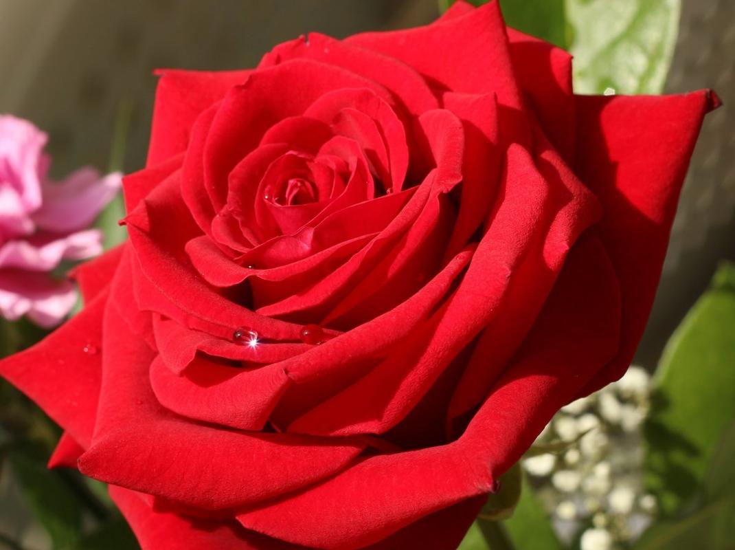 玫瑰花(玫瑰花图片大全大图)