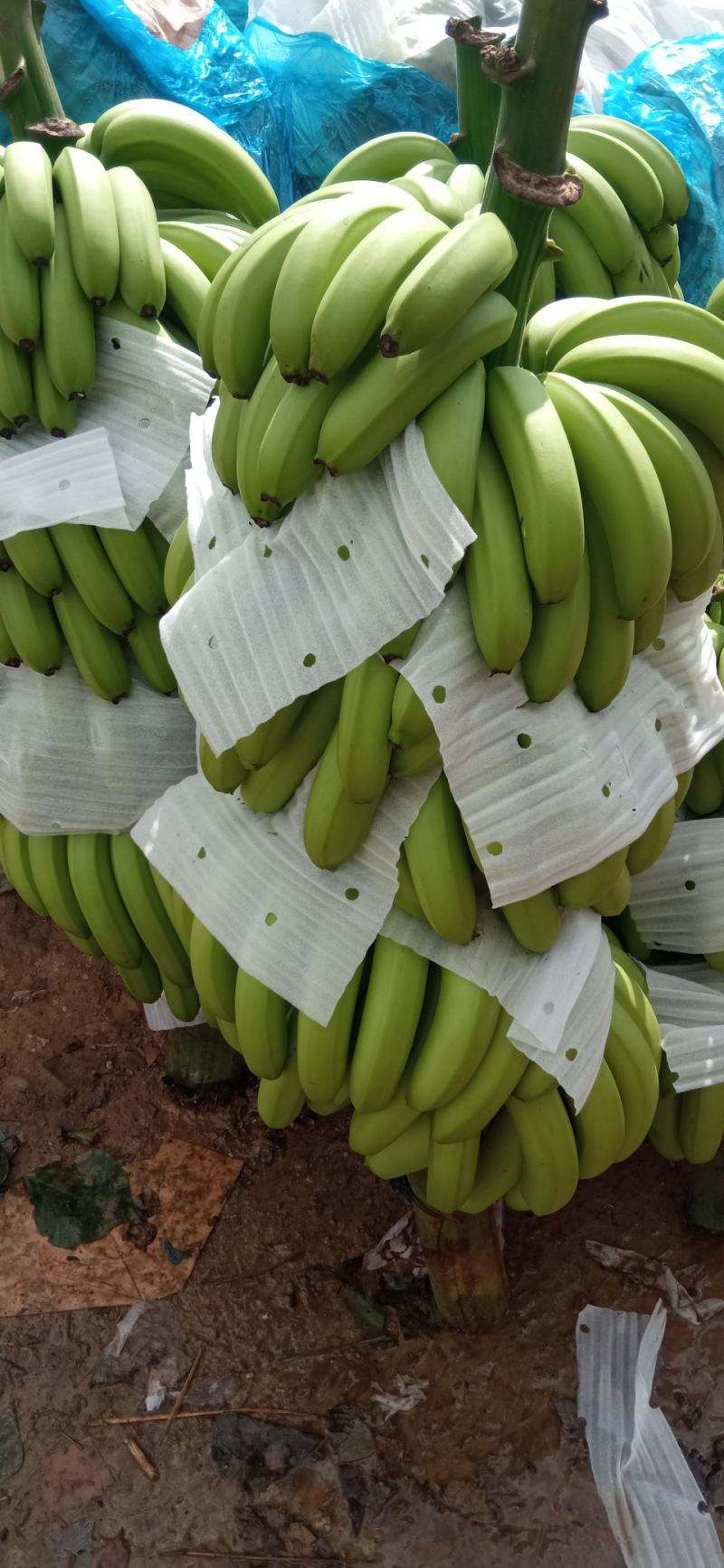 香蕉(香蕉牛奶) 香蕉(香蕉牛奶)