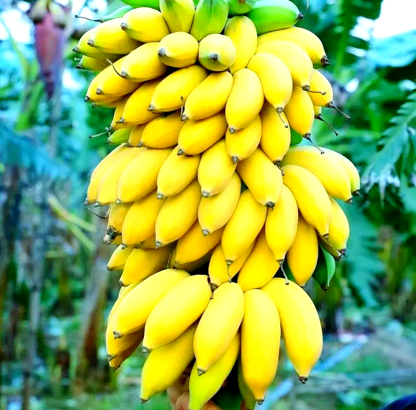 香蕉(香蕉含糖量高不高)