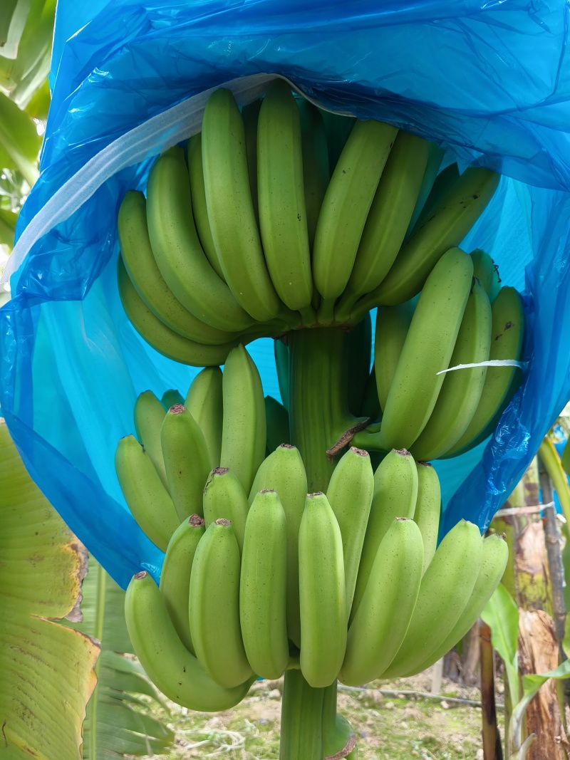 香蕉(香蕉文化漫画书免费阅读软件)