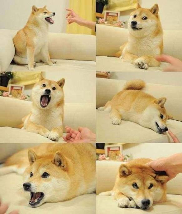 DOGE(dogeatdog) DOGE(dogeatdog)